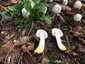 Karbolszagú csiperke (Agaricus xanthodermus), Mátra
